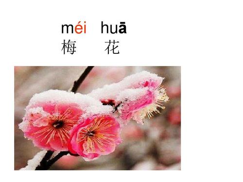 花卉的卉的拼音? 花卉的卉的拼音是什么!