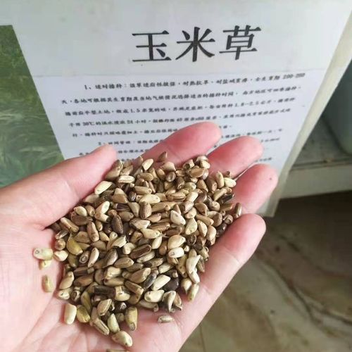 花卉种子芽率? 种子芽率怎么算!