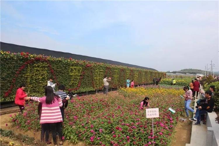 东莞的花卉种植基地? 东莞的花卉种植基地在哪里!