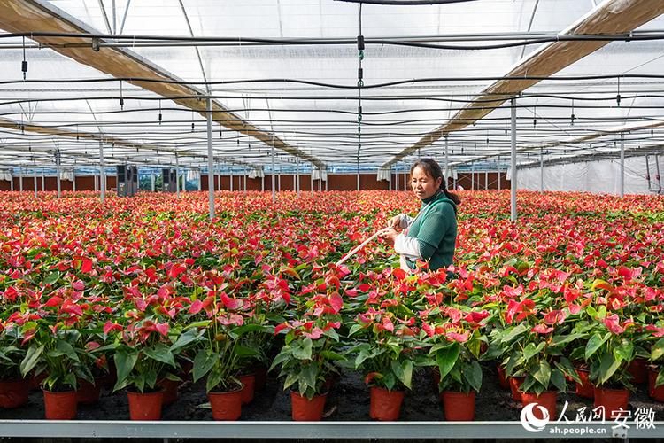 珠海普陀花卉市场? 珠海普陀花卉市场在哪里!