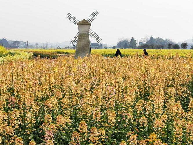 油菜和花卉什么间作? 油菜与哪些植物套种可以形成一定的花海造型!