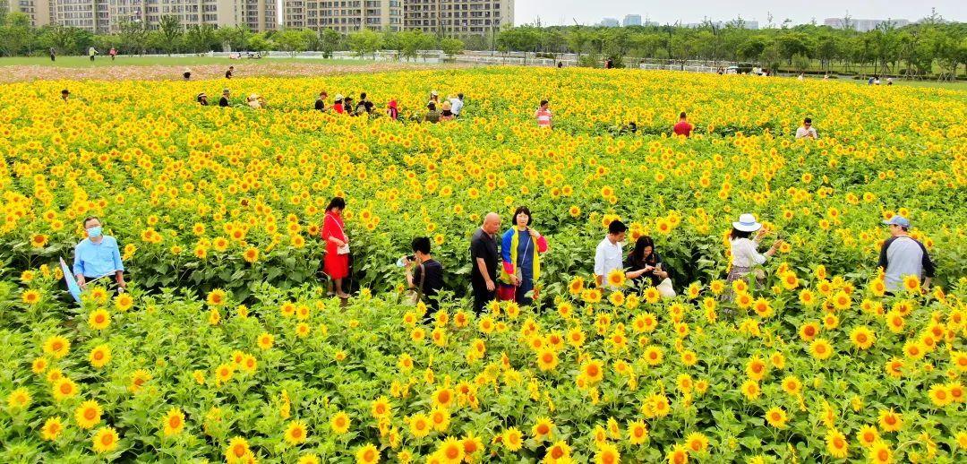 上海花卉种植基地哪里? 上海花卉种植基地在哪!