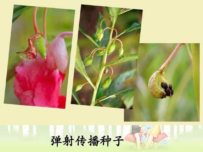 花卉怎么传播种子? 花卉怎么传播种子视频!