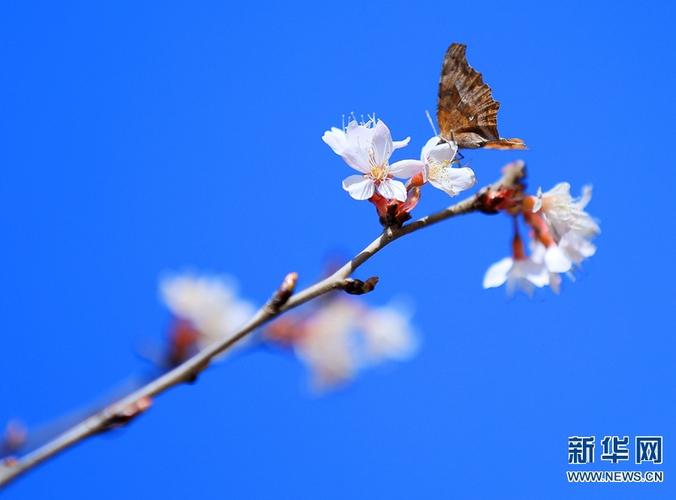 滑县园艺绿植花卉? 滑县园艺绿植花卉基地!