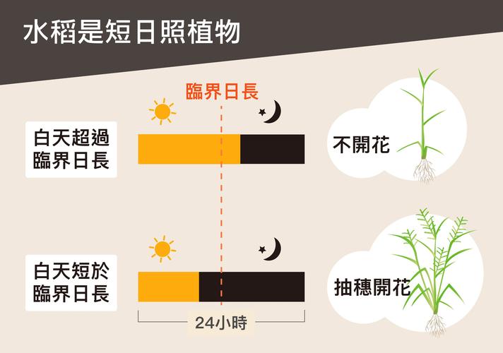 花卉按光照长度分类? 花卉按光照长度分类为!