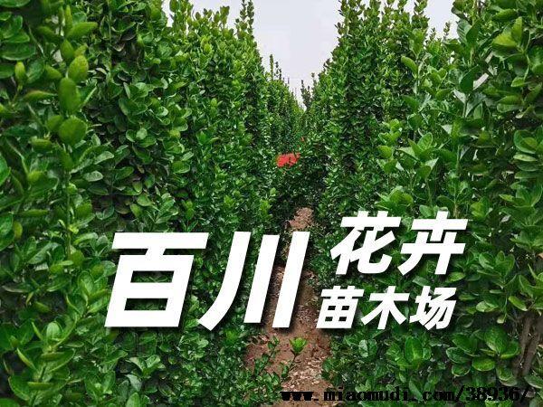 宿迁花卉苗木公司? 宿迁花卉苗木公司电话!