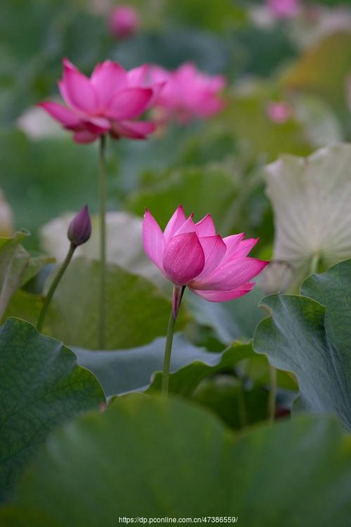 流水花卉图片? 流水花卉图片大全!