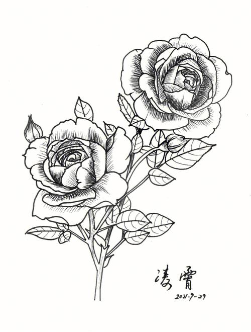 花卉白描画图片? 花卉白描画图片大全!