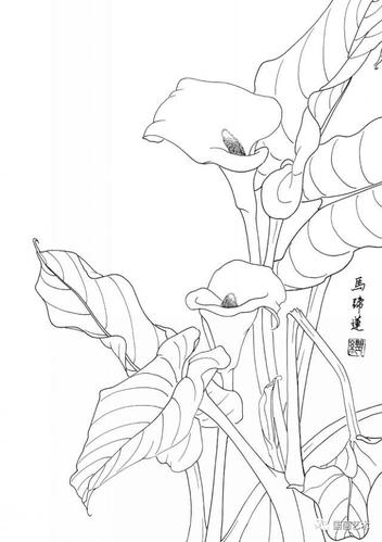 白描花卉写生图片? 白描花卉写生图片大全!