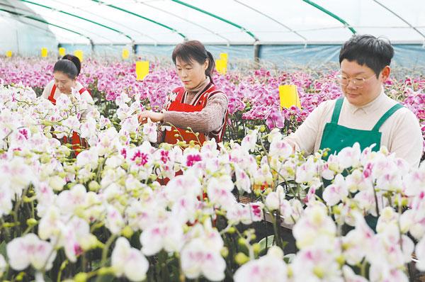 订单花卉助力乡村振兴? 花卉产业助力乡村振兴!