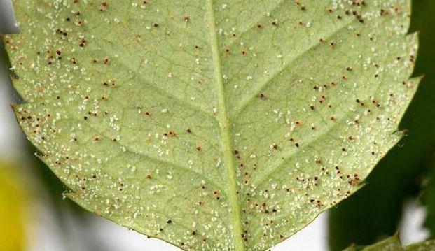 花卉害虫红蜘蛛防治? 花卉害虫红蜘蛛防治方法!