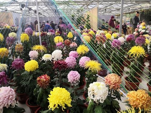 北京草桥花卉展? 北京草花基地!