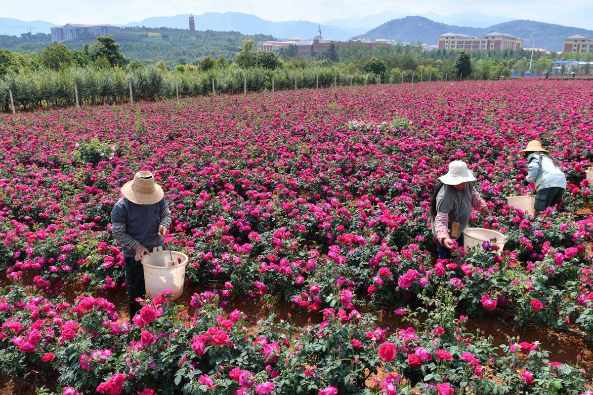 哪里有花卉种植基地? 哪里有花卉种植基地啊!