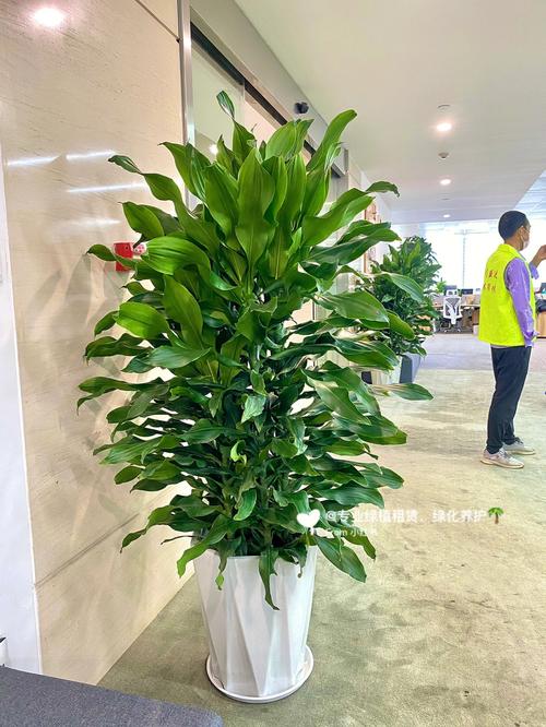 宁波租赁花卉绿植? 宁波租赁花卉绿植电话!