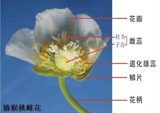 花卉分公母吗? 花卉分公母吗图片!