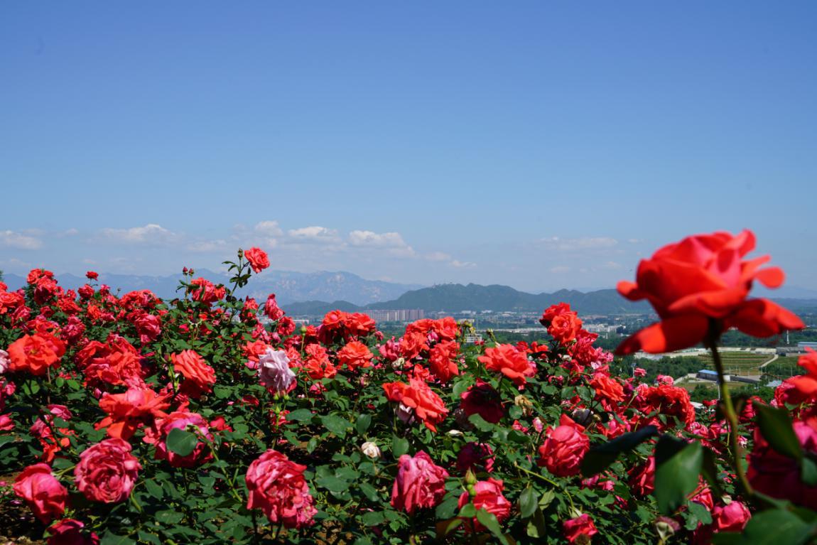 月季玫瑰花卉基地? 月季玫瑰花卉基地在哪里!