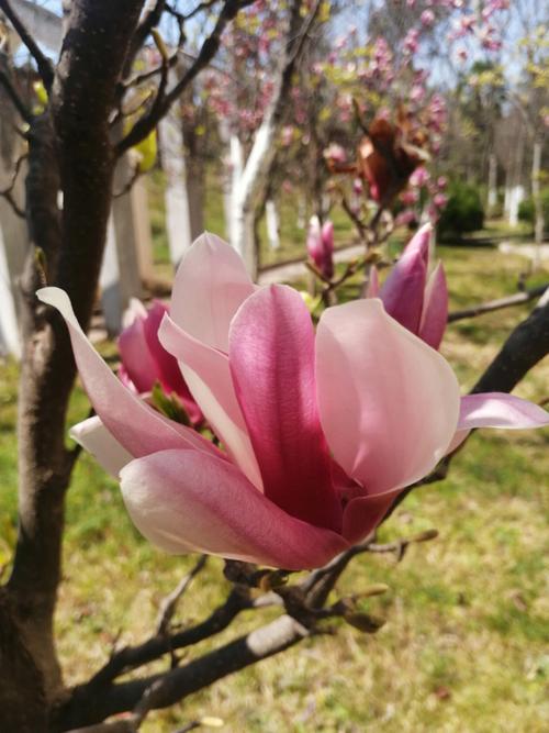 早春花卉有哪些? 早春花卉有哪些花!