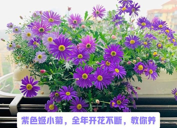 紫色花草本花卉? 紫色花草本都有什么品种!