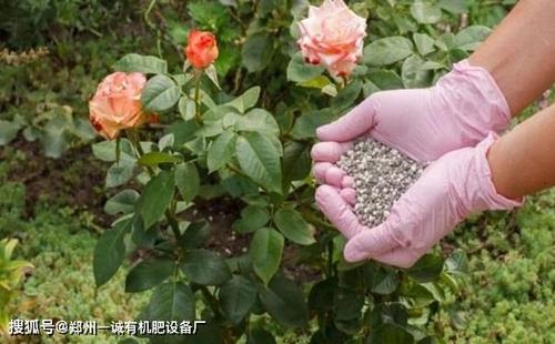 花卉冬天需要施肥吗? 花卉冬天需要施肥吗北方!