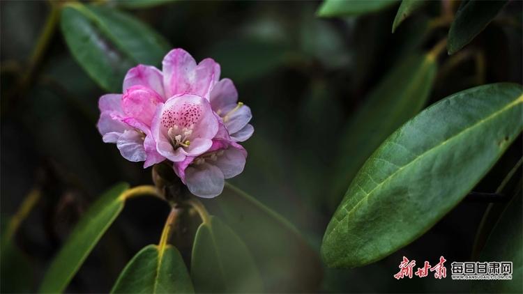 三大高山花卉? 三大高山花卉是哪些花!