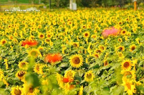 义乌适合种植什么花卉? 义乌适合种植什么花卉呢!