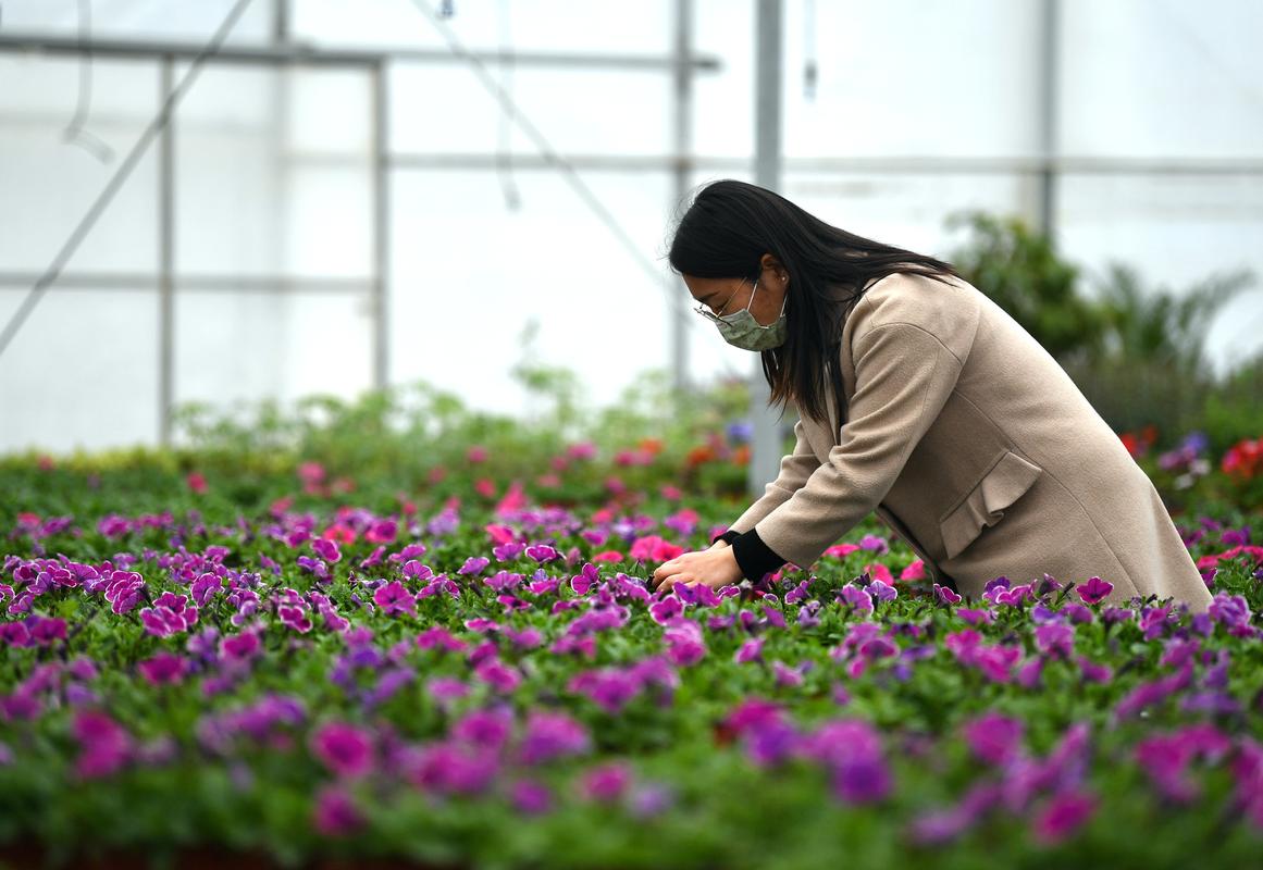 西安花卉生产基地? 西安花卉生产基地在哪里!