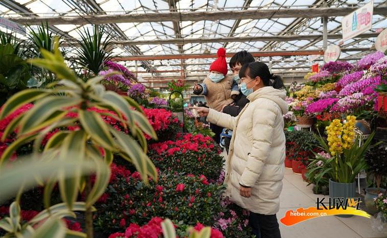 河北花卉交易市场? 河北花卉交易市场在哪里!