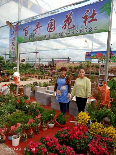 阳泉李家庄花卉? 阳泉李家庄花卉市场电话!