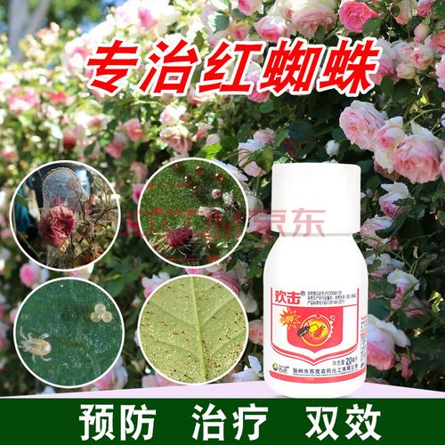 花卉蜘蛛用什么农药? 花卉蜘蛛用什么农药最好!