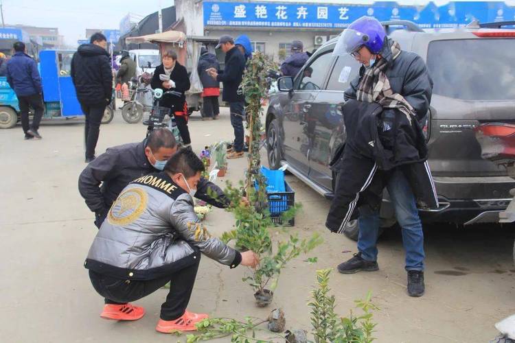 南昌花卉苗木市场? 南昌花卉苗木市场在哪里!