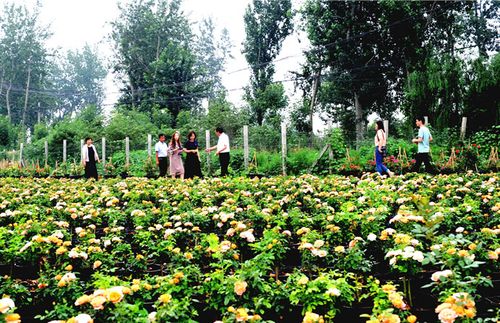 河北花卉苗莆基地? 河北花卉种植基地!