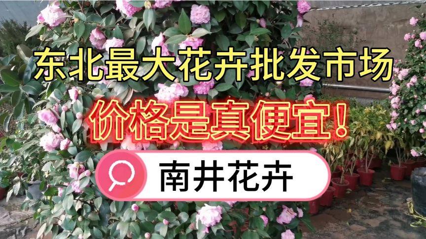 沈阳南井花卉在哪? 沈阳南井花卉便宜吗!