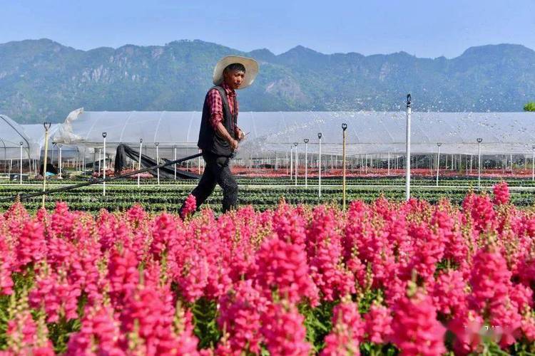 耕地可以种植花卉么? 耕地可以种植花卉么吗!