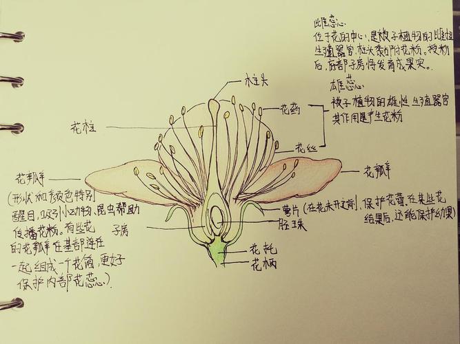 花卉的解刨图解? 花卉解剖图!