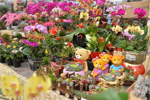 花卉市场人气旺? 花卉市场人气旺的原因!