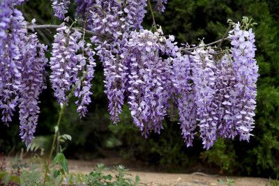 100种藤本花卉? 藤本花卉大全!