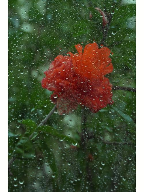 花卉春雨的图片大全? 花卉春雨的图片大全大图!