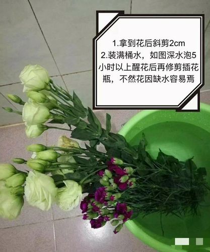 花卉换水洗根办法? 花卉换水洗根办法有哪些!