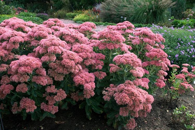 宿根型花卉夏季开花? 宿根型花卉夏季开花吗!