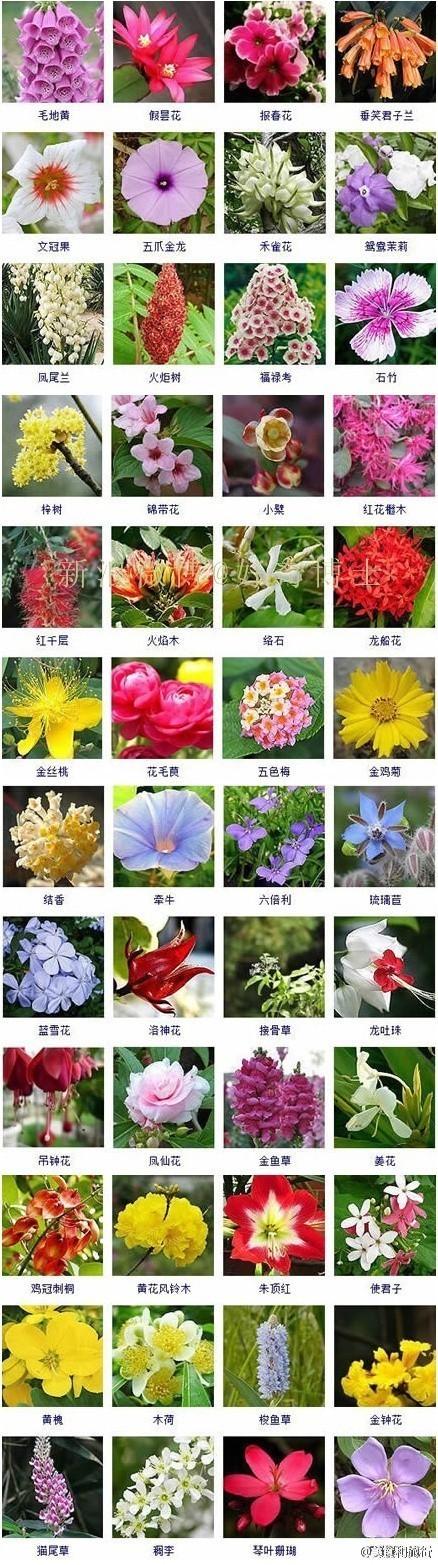 花卉大全图片配名称? 花卉大全 图解!