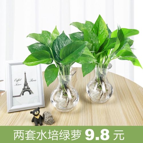 绿植花卉养护推荐? 绿植花卉养护推荐用品!