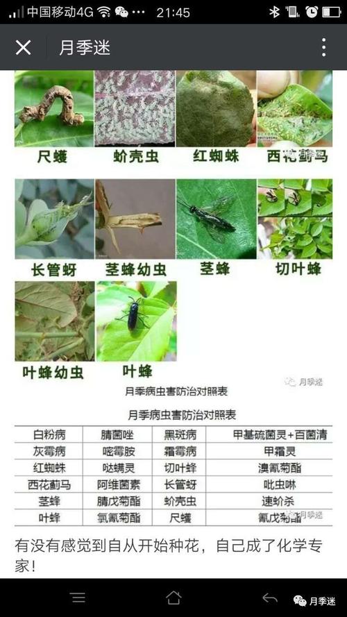 常用花卉害虫图谱大全? 常用花卉害虫图谱大全图片!