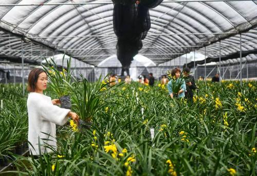 花卉种植基地进货渠道? 花卉种植基地进货渠道有哪些!