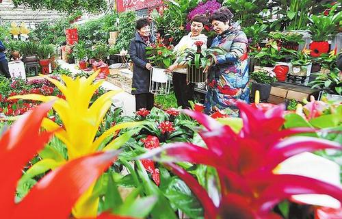 濮阳大型花卉批发基地? 濮阳花卉市场!