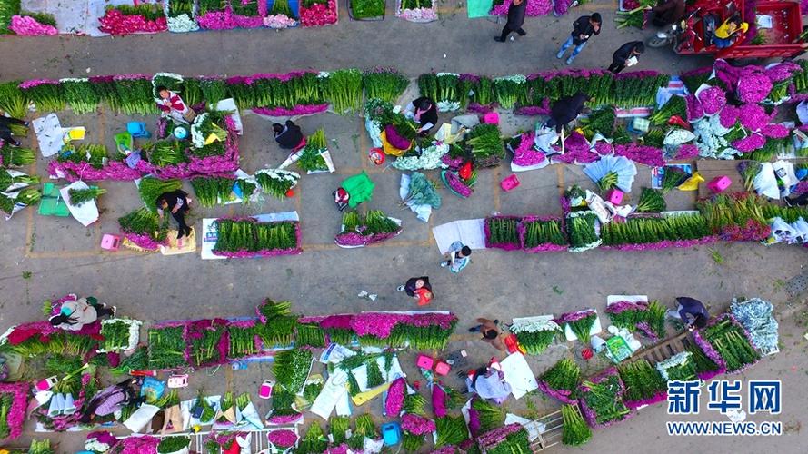 昆明花卉市场小说? 昆明花卉市场视频!