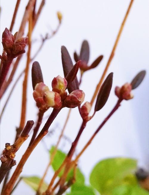 花卉怎花蕾怎么拼? 花蕾拼音怎么拼?!