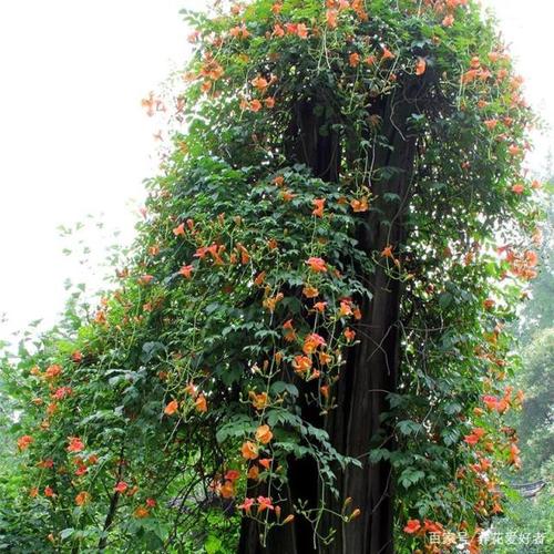 冬季开花藤本花卉? 冬季开花藤本花卉有哪些!