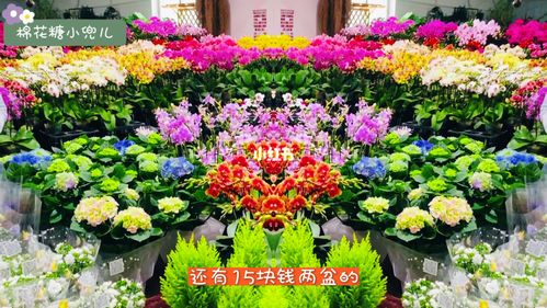 花卉出售平台有哪些? 花卉出售平台有哪些!