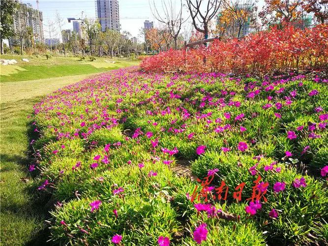 渭南九子花卉地址? 渭南九子花卉电话!