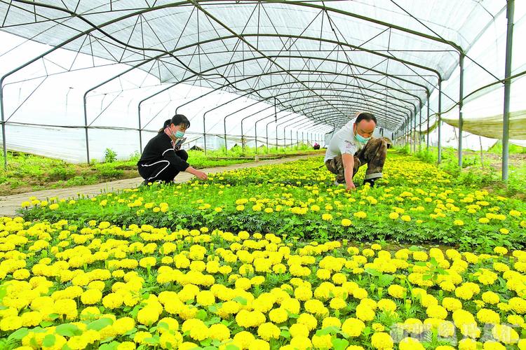 沈阳绿色花卉种植基地? 沈阳绿色花卉种植基地在哪!